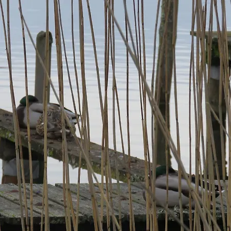 Gast-& Logierhaus Am Rheinsberger