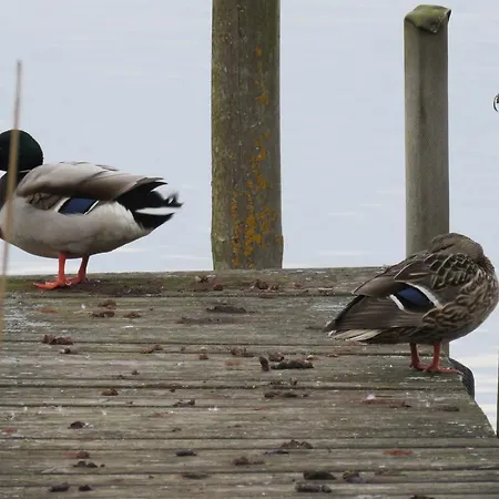 Guest house Gast-& Logierhaus Am Rheinsberger Rheinsberg