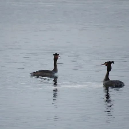 Gast-& Logierhaus Am Rheinsberger 4* Rheinsberg