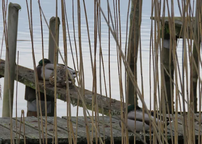 Gast-& Logierhaus Am Rheinsberger