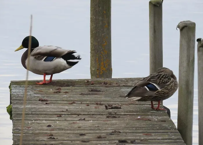 Casa de hóspedes Gast-& Logierhaus Am Rheinsberger Rheinsberg