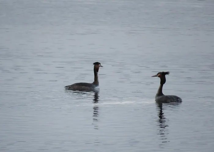 Gast-& Logierhaus Am Rheinsberger 4* Rheinsberg